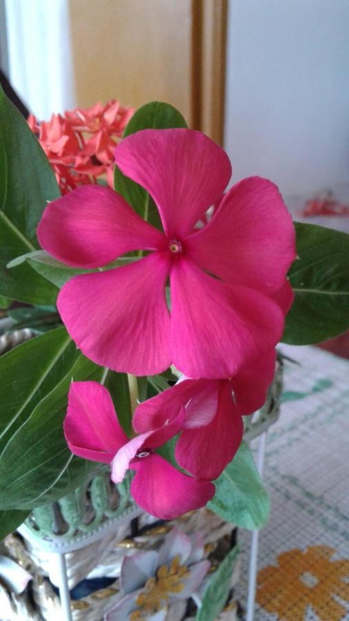 Seychelles Yellow Petals Anse Boileau Екстериор снимка