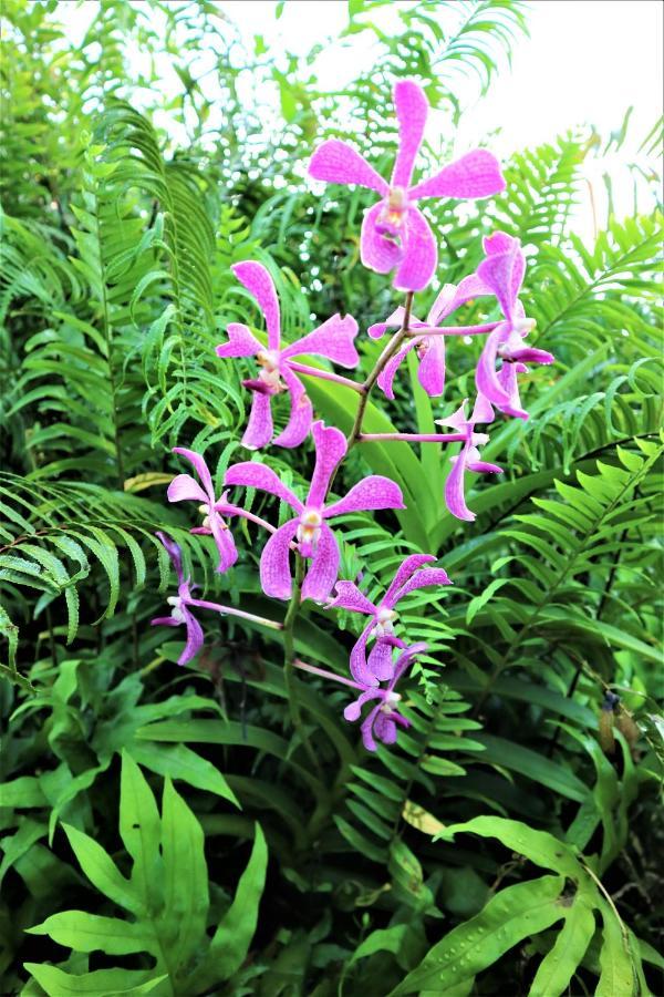 Seychelles Yellow Petals Anse Boileau Екстериор снимка