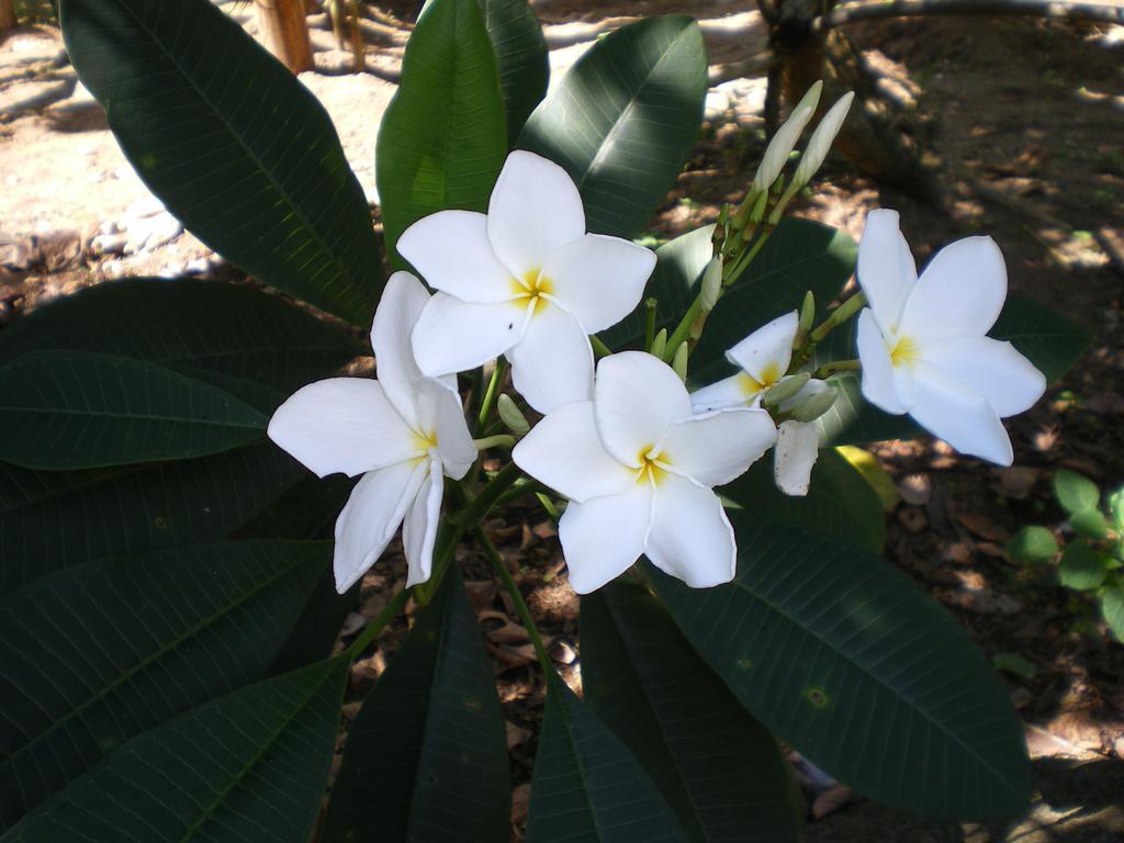 Seychelles Yellow Petals Anse Boileau Екстериор снимка