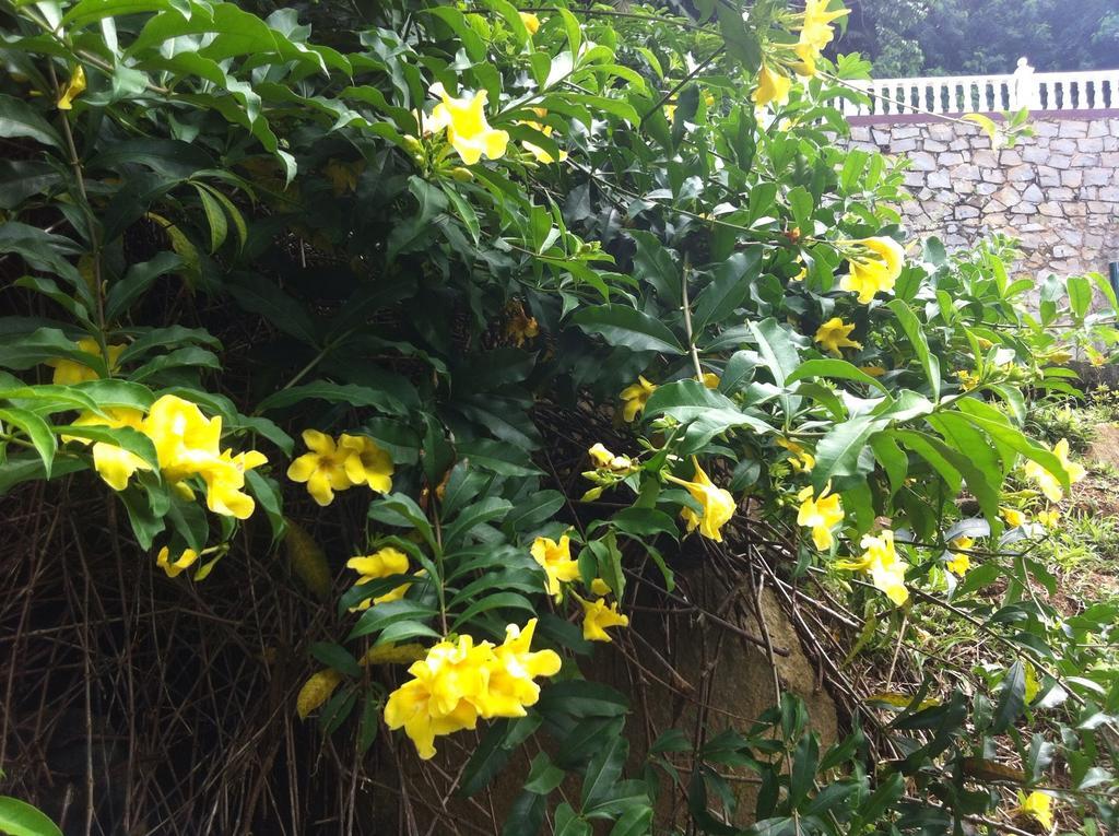 Seychelles Yellow Petals Anse Boileau Екстериор снимка