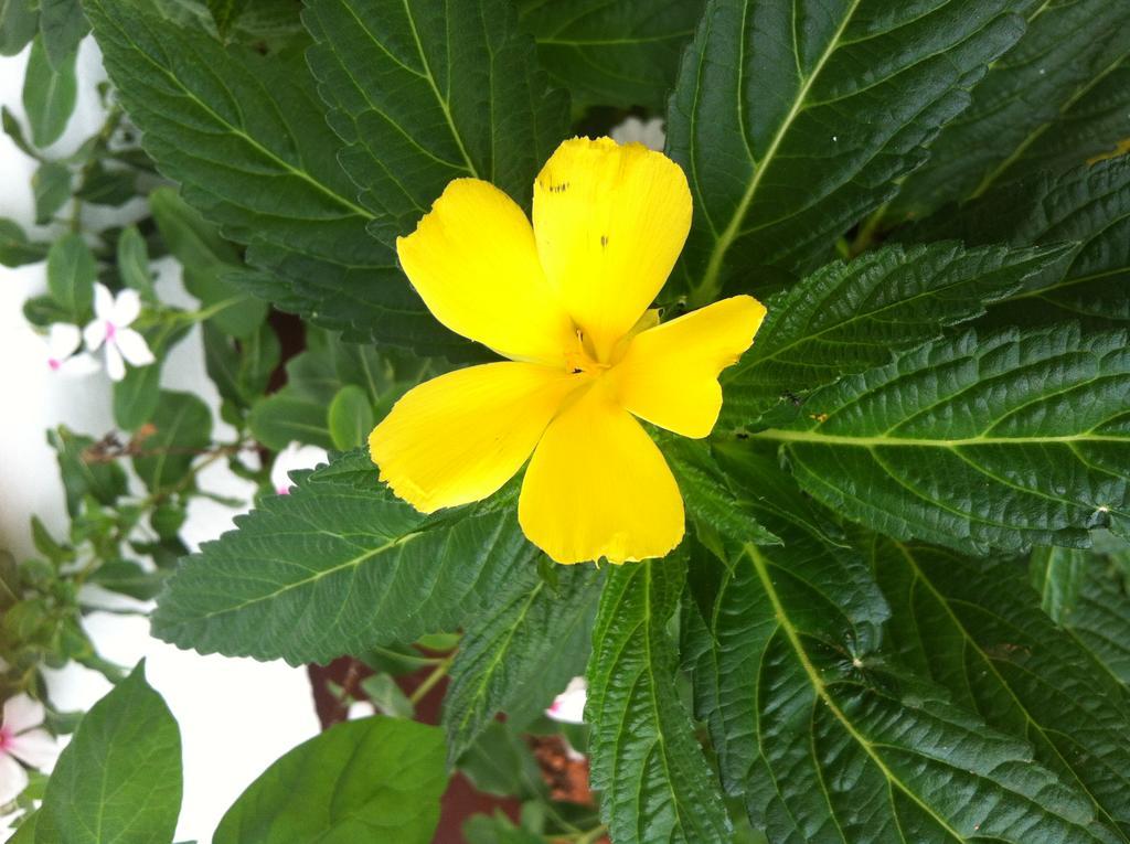 Seychelles Yellow Petals Anse Boileau Екстериор снимка