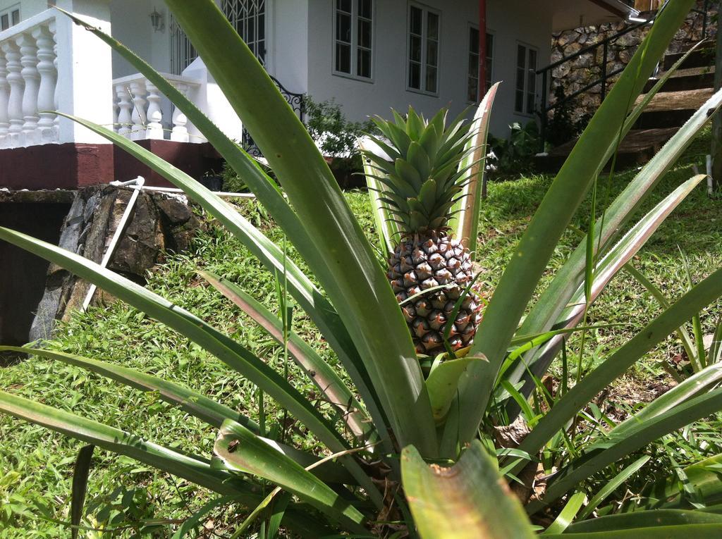 Seychelles Yellow Petals Anse Boileau Екстериор снимка